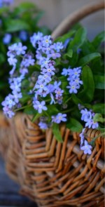 forget-me-not
