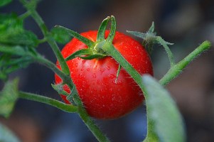 tomatoes-2534652_1920